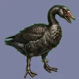 大鹅