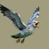 鸽子